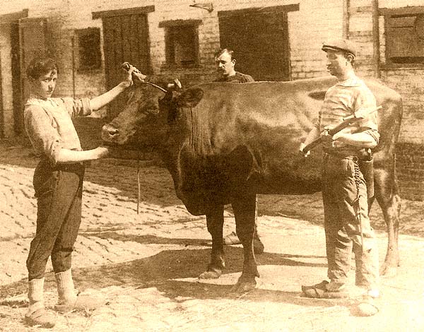 taureau laitier shorthorn